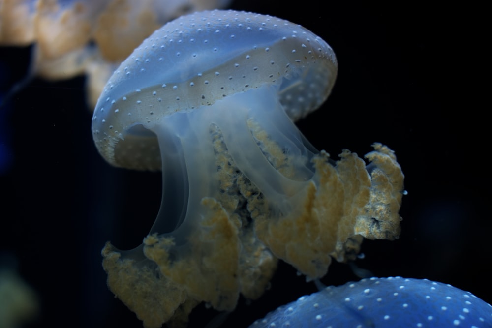 blue and brown jellyfish