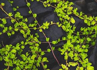 green-leafed plants on black rock