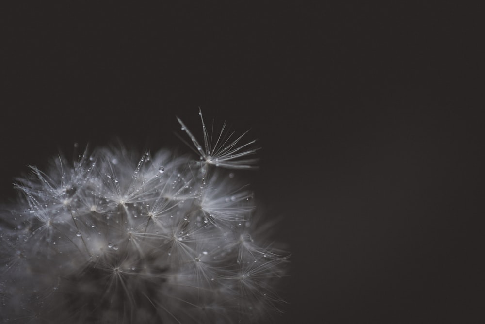 close view of wet dandelion