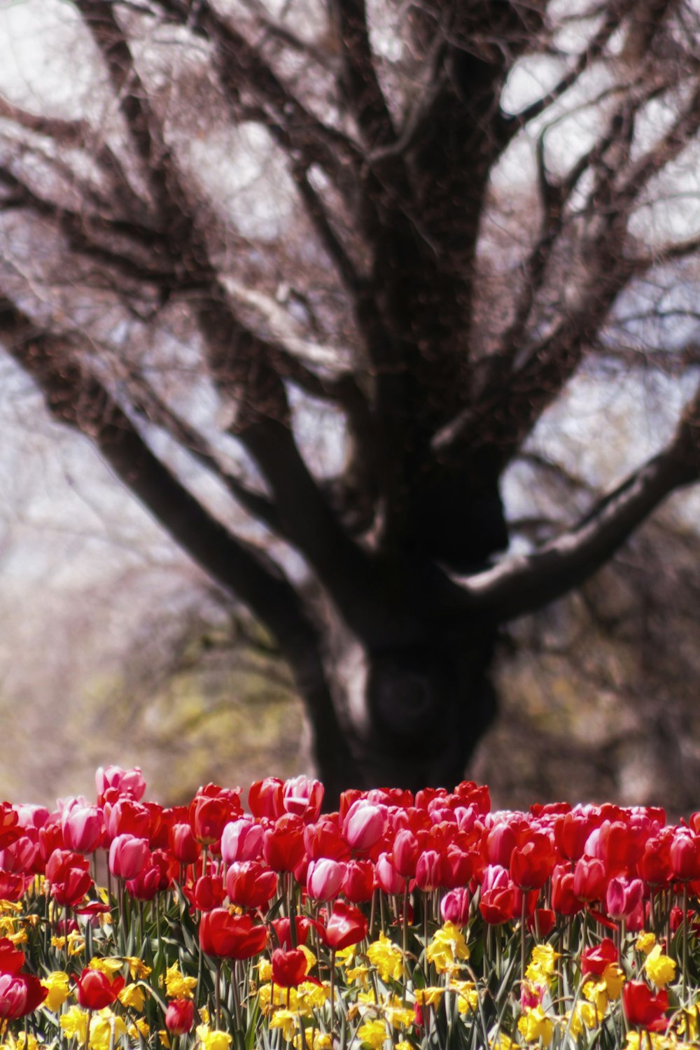 bed of red and yellow tulips