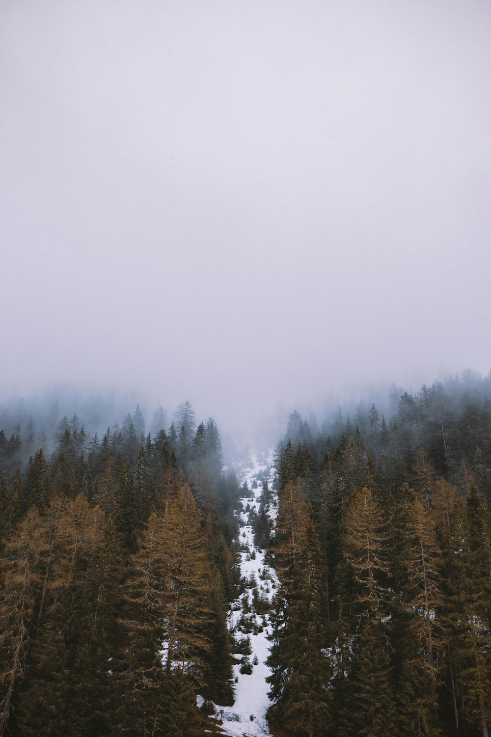 foggy forest