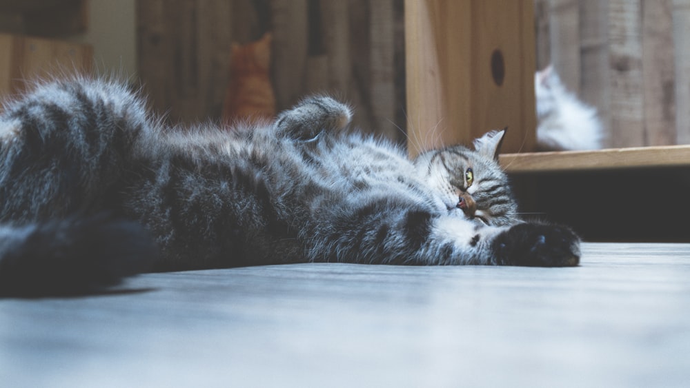 grey short-coated cat close-up photography