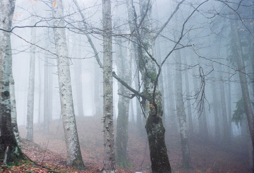 arbres pendant la journée