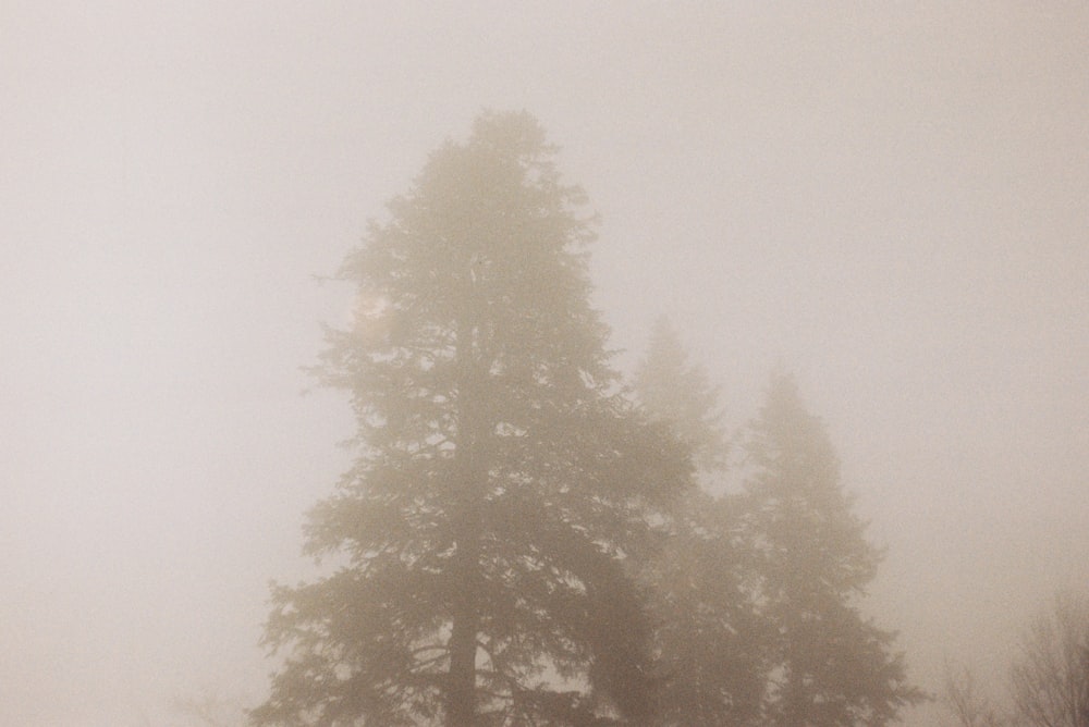 silhouette of pine trees