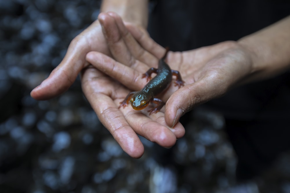 person holding green lizard