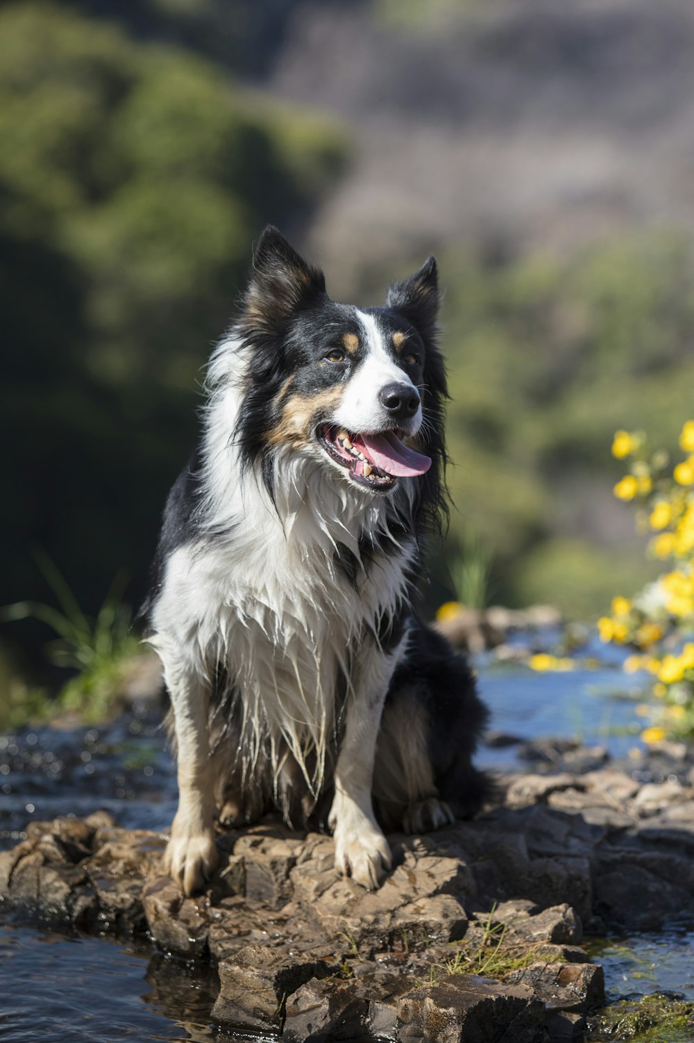 adult long-coated white and black dog