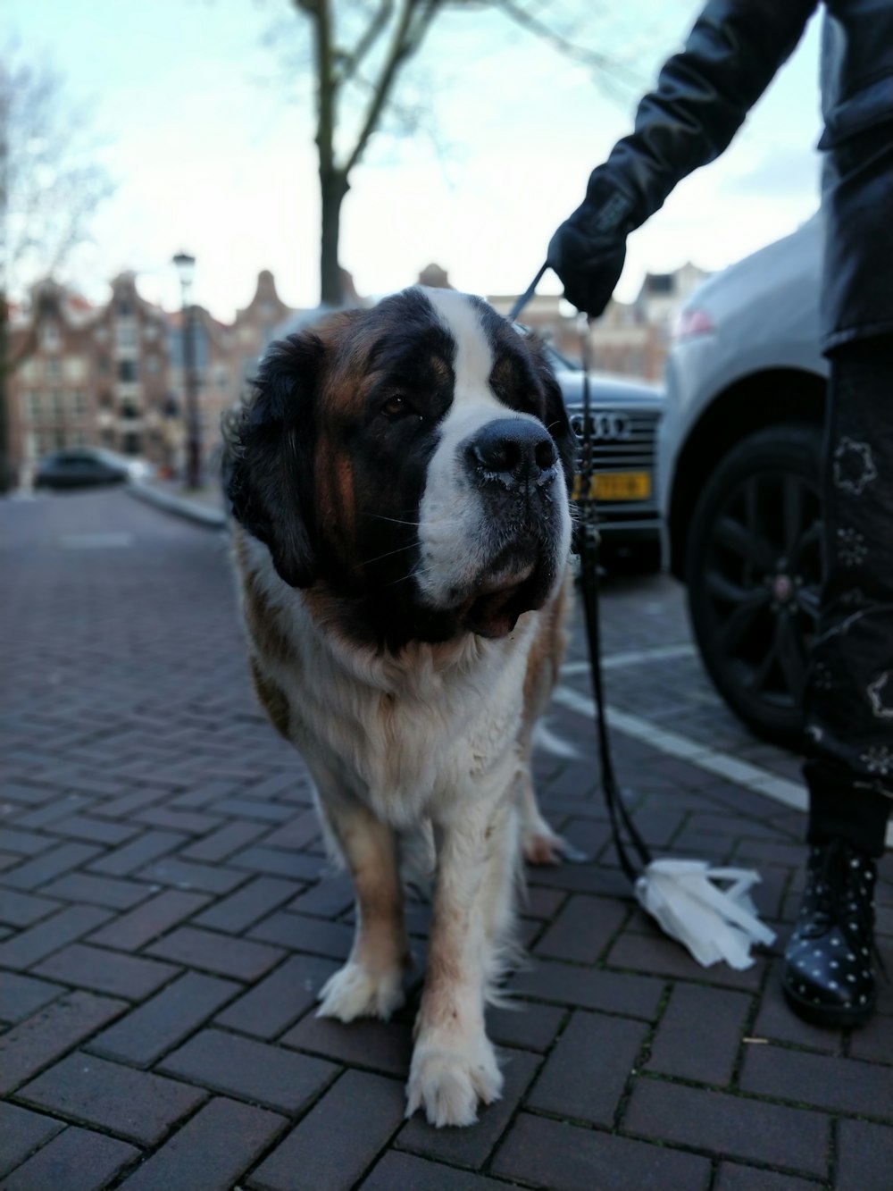 adult white and brown St. Bernard