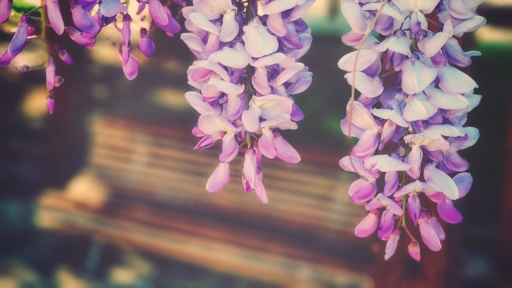 Fotografia de foco seletivo agrupou flores de pétalas durante o dia