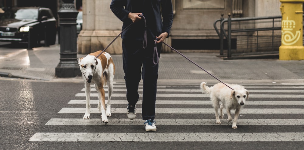 person walking with two dogs