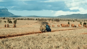 farm during daytime
