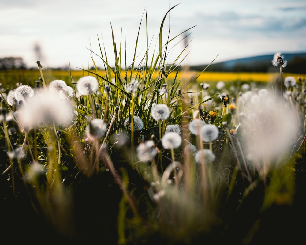 white dandelion flowers