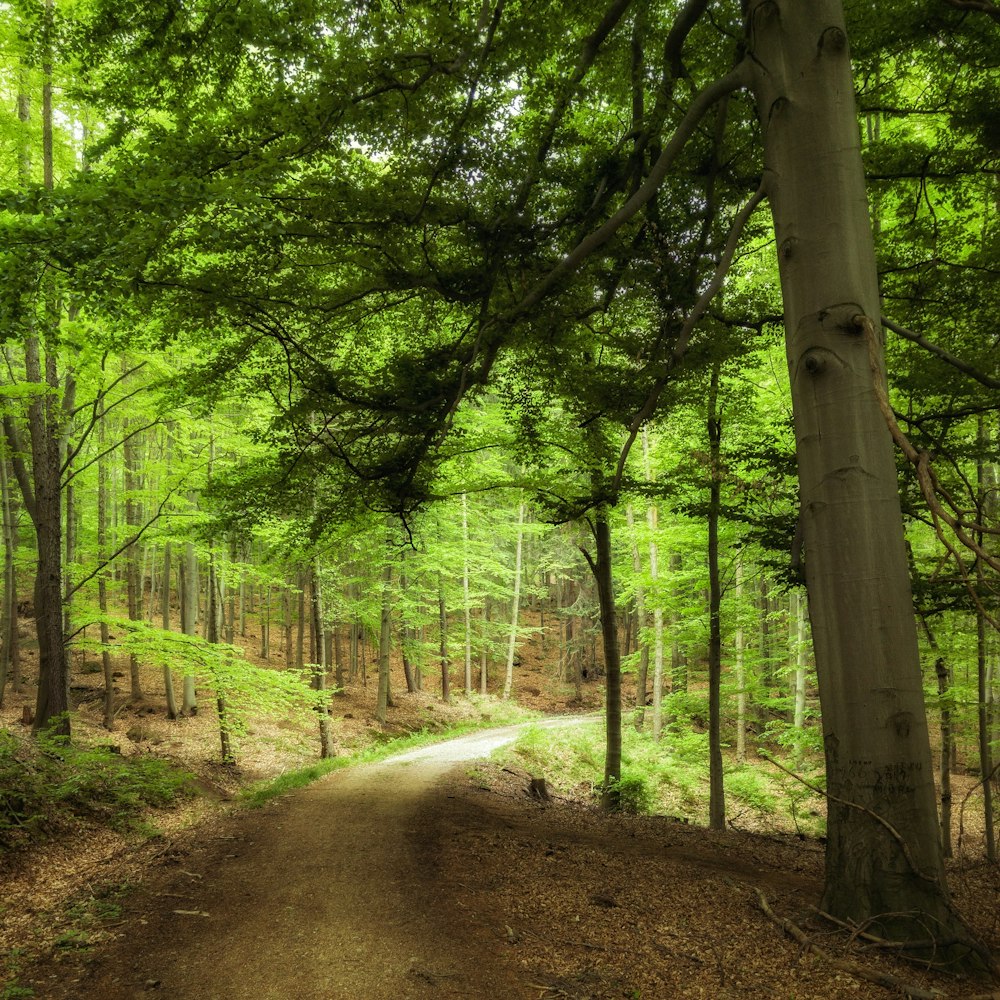 green leaf treees