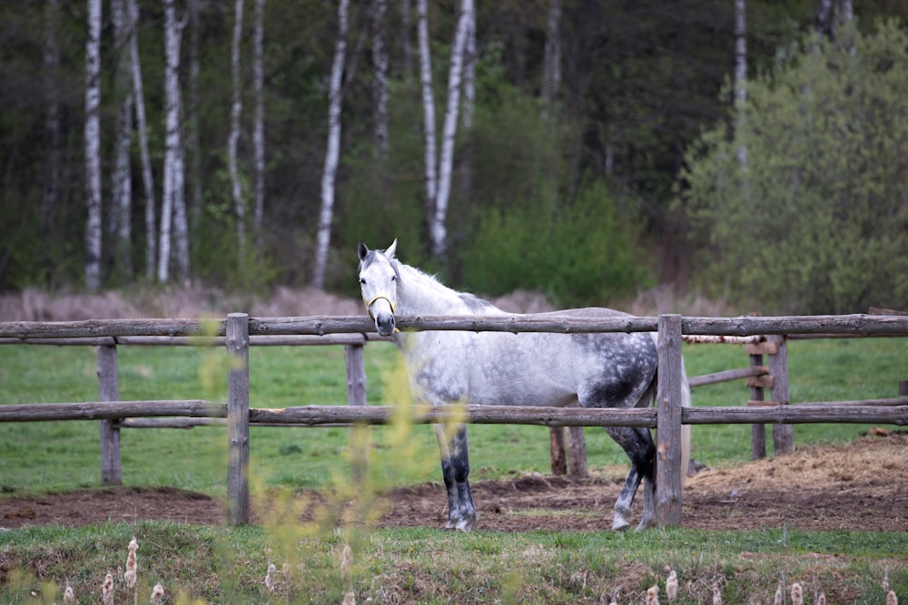 white horse