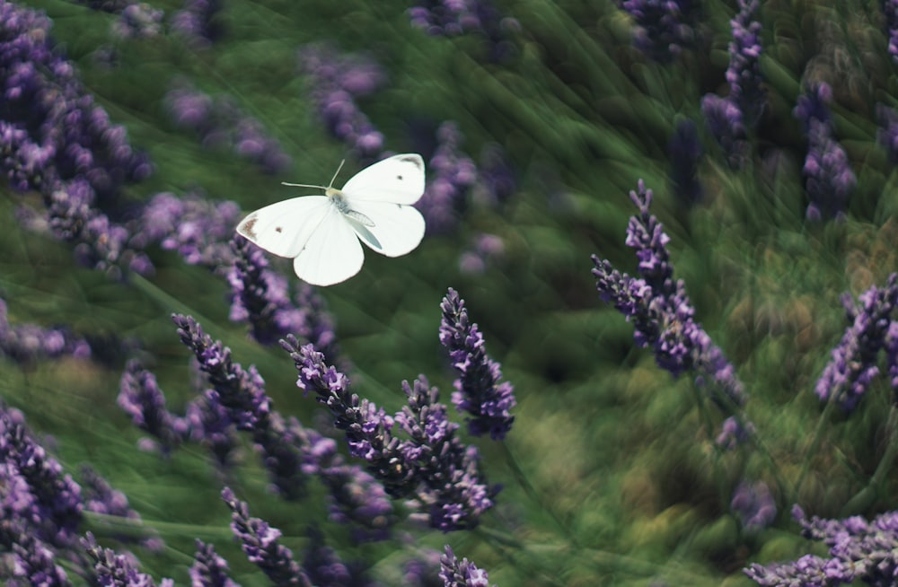 white butterfly hovering above purple-petaled flowers