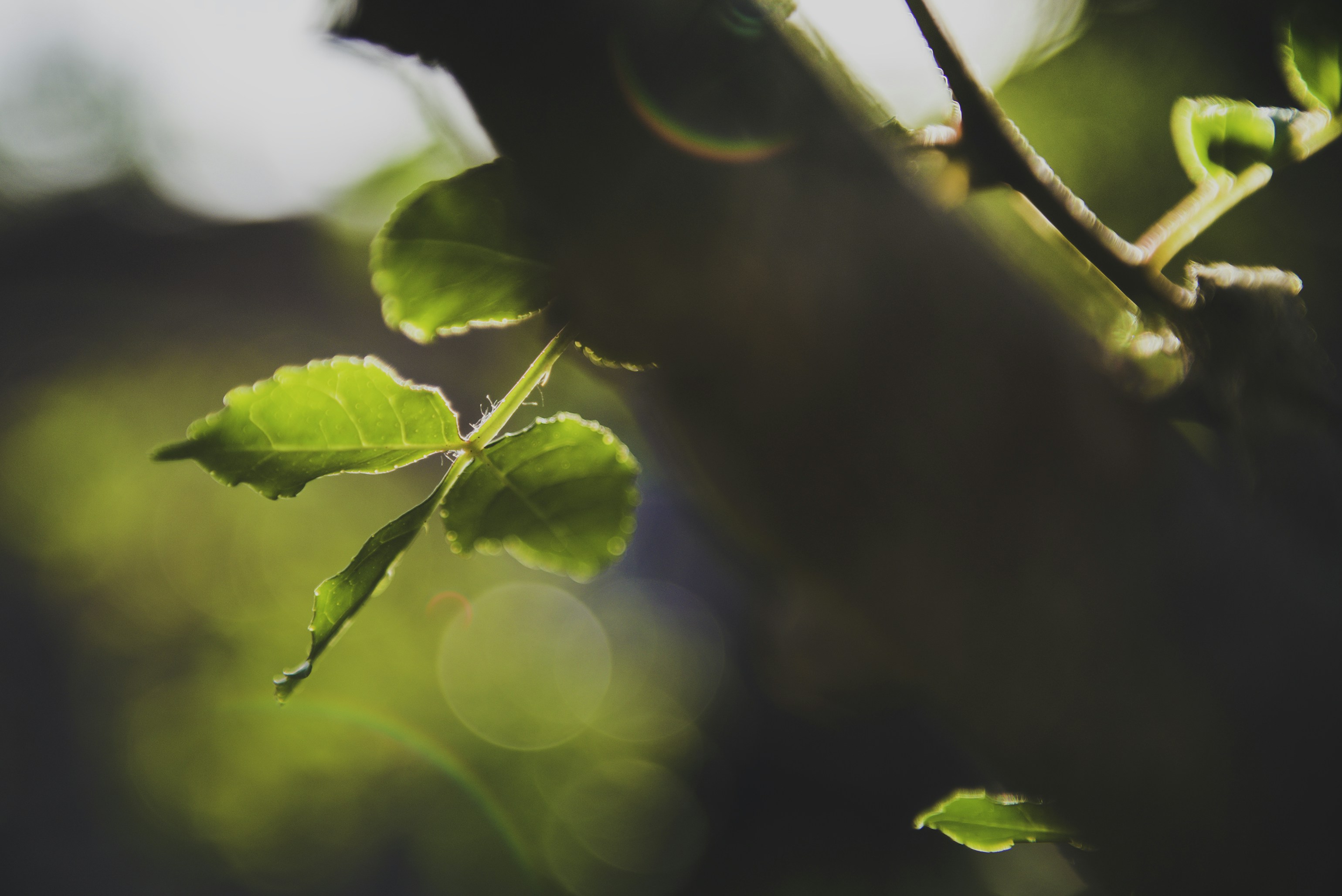 Photo by peek_a_boo_who