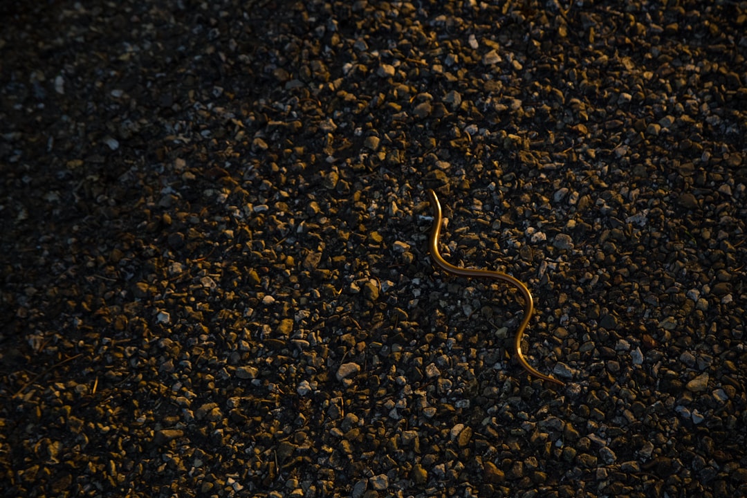Golden Snake crossing my path