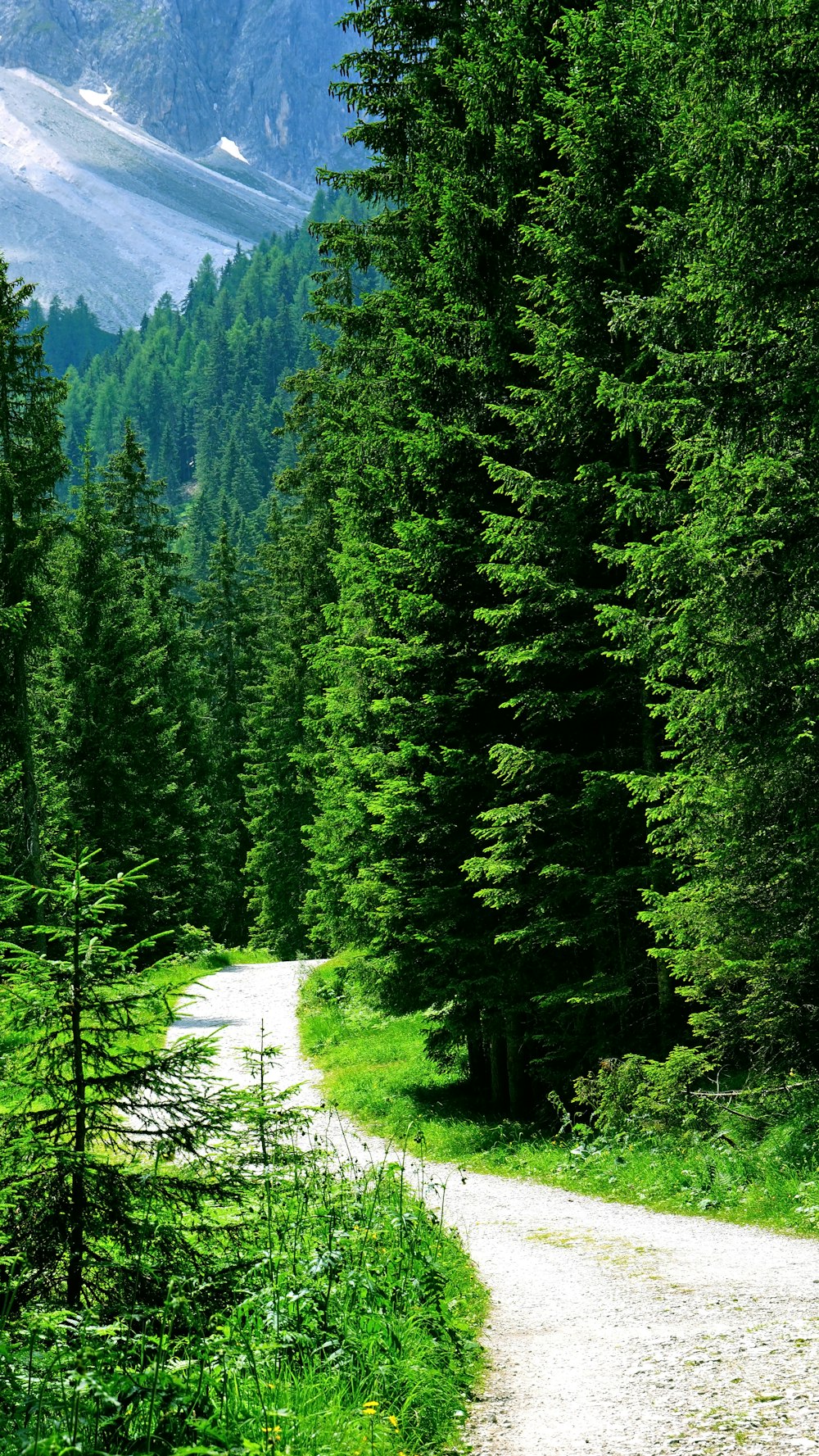 trees beside road