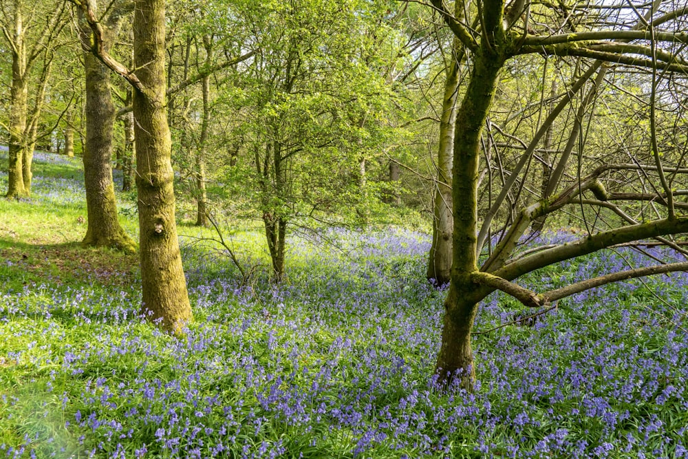 forest during daytime