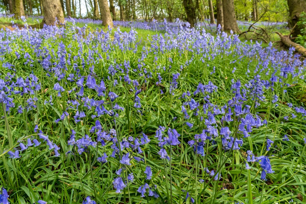 purple flowers with green leaves