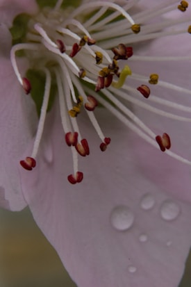 Close-up view of a flower's stamen and pistil with red tips and white filaments, surrounded by soft pink petals. Water droplets are visible on the petals, adding a sense of freshness.