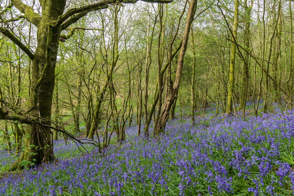 purple petaled flower field