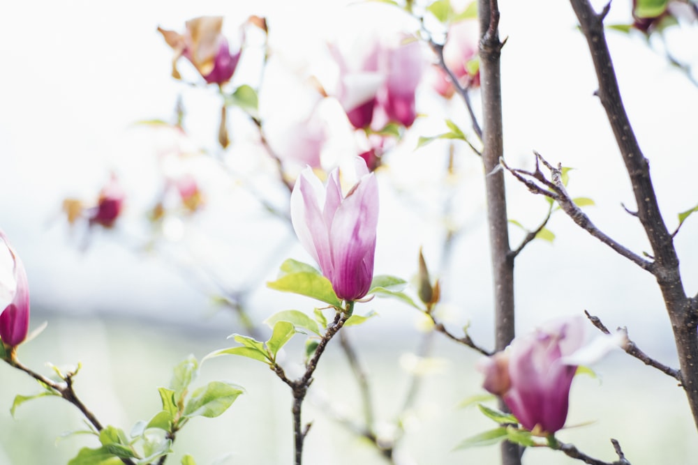 pink petaled flowers