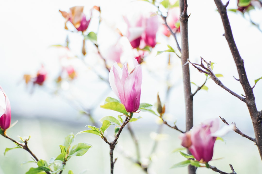 pink petaled flowers