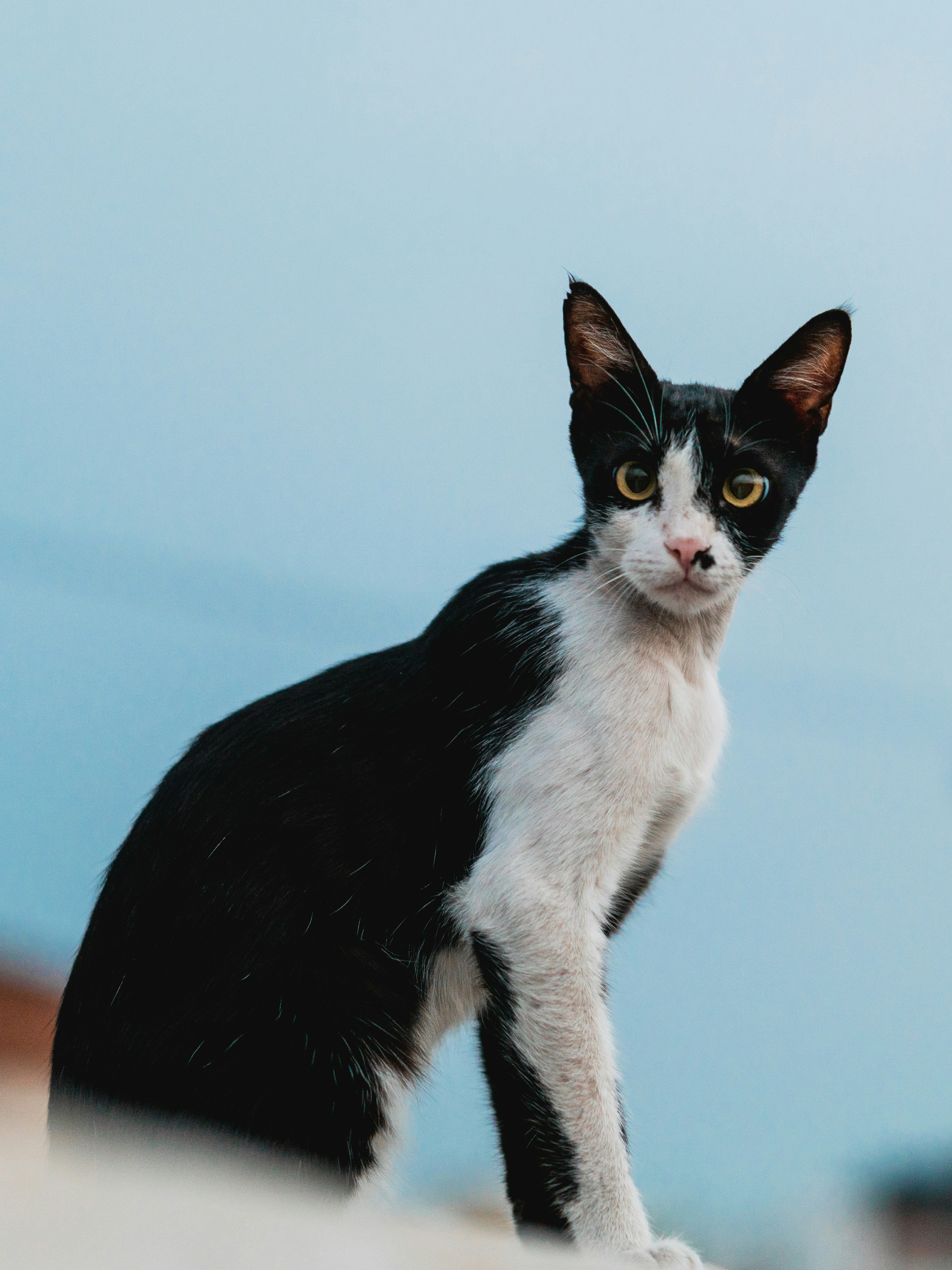 タキシード猫の写真 Unsplashで見つける猫の無料写真