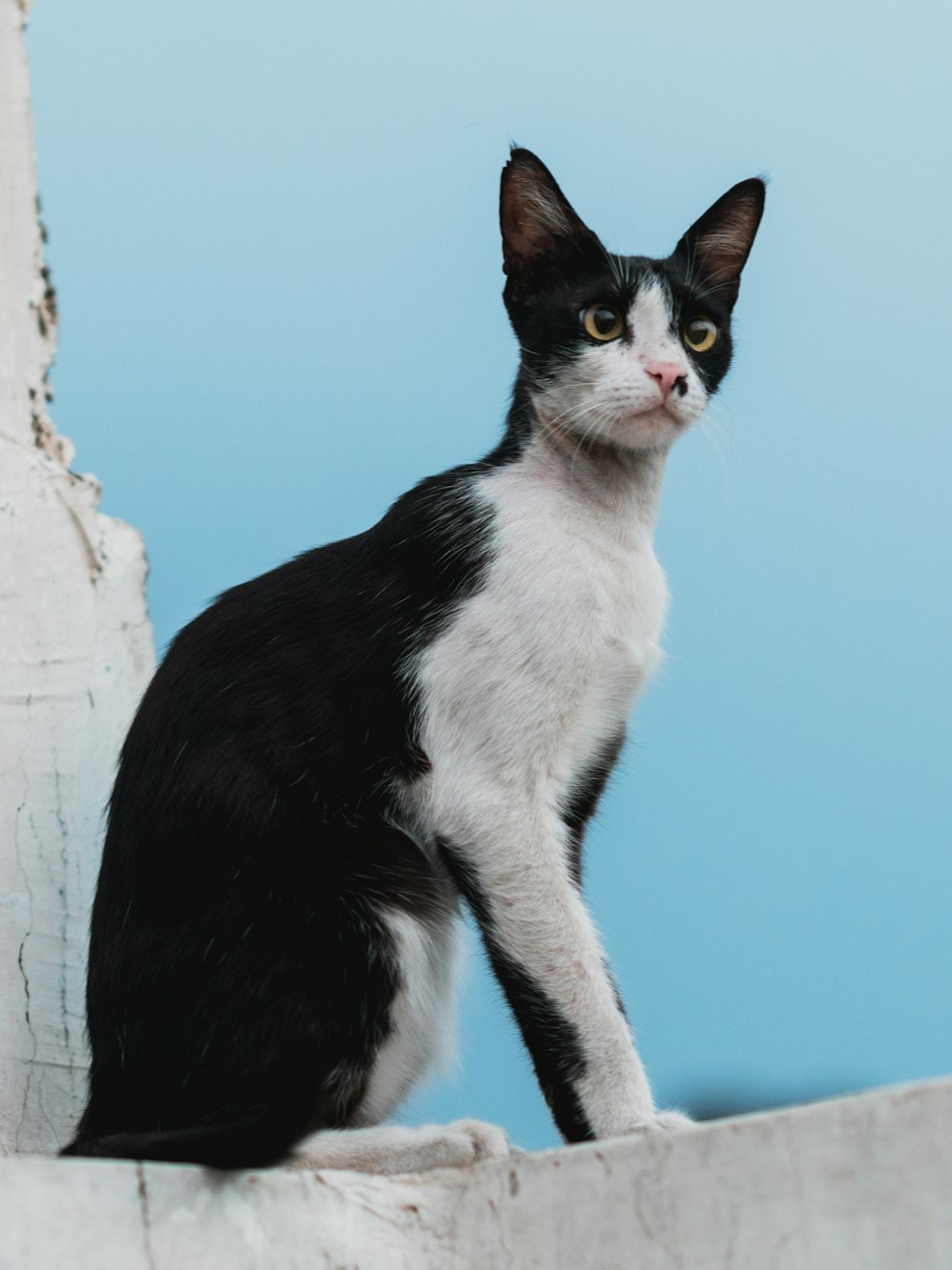 adult white and black cat