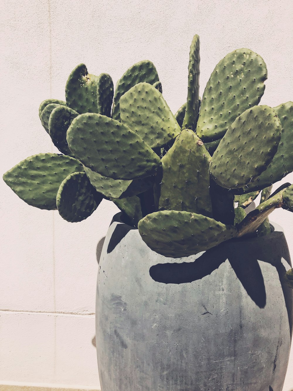 cactus plant