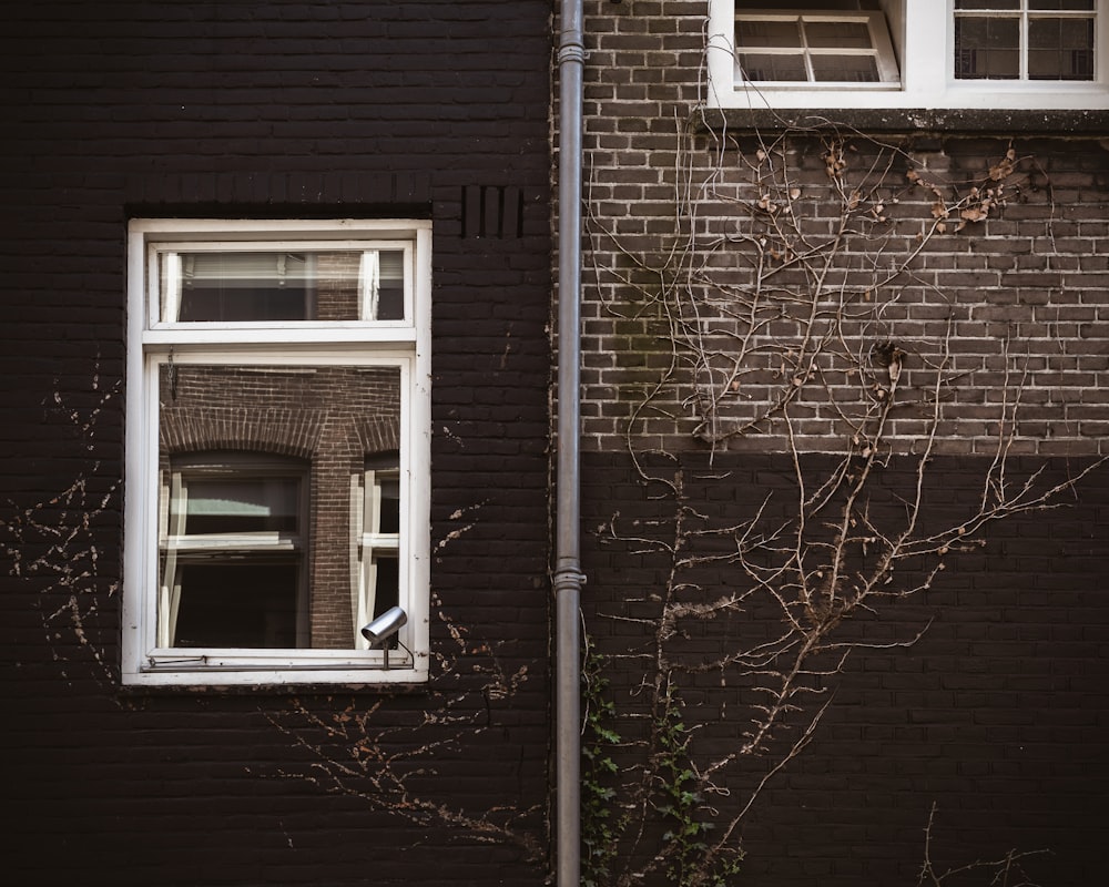 white wood-framed sash window