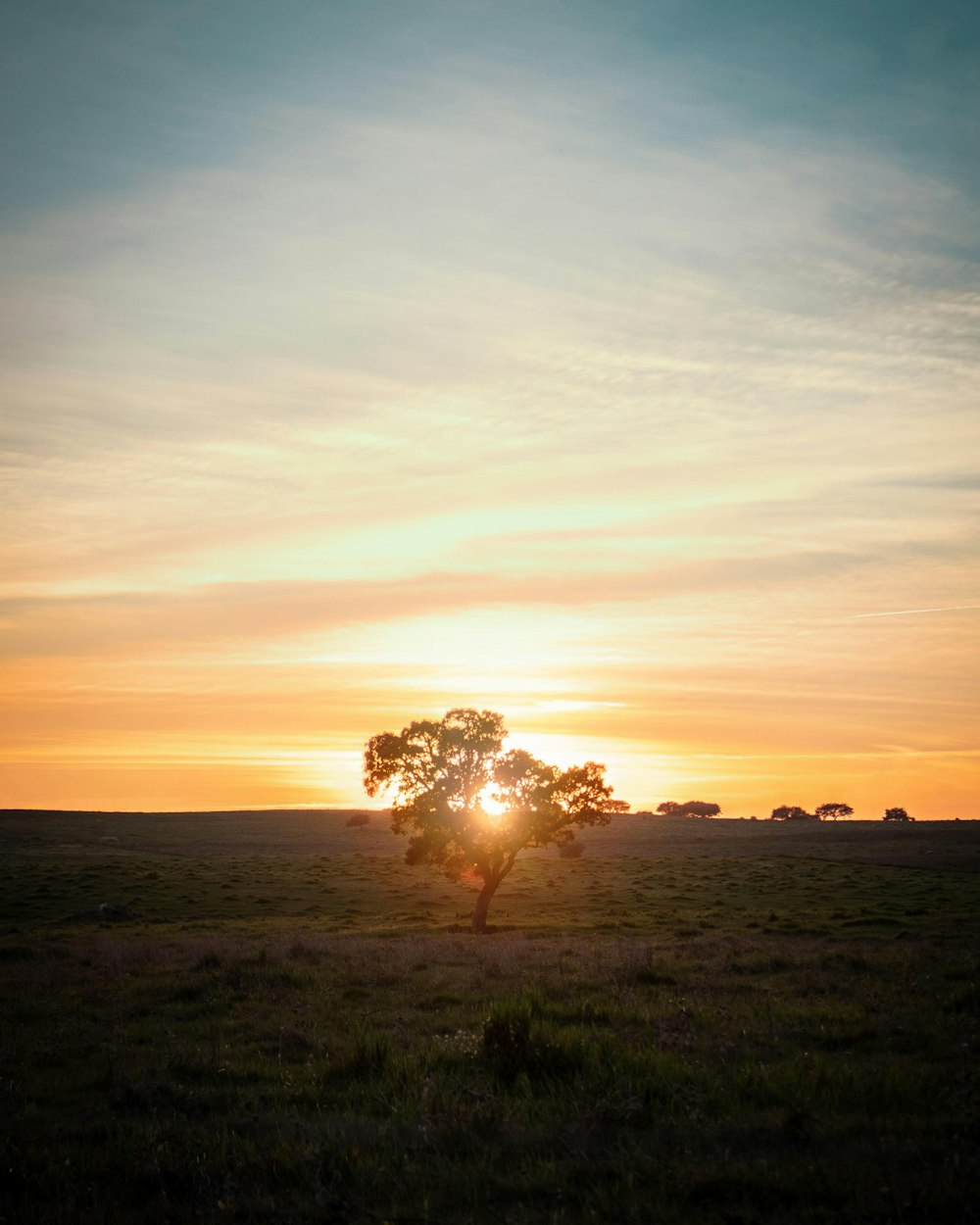 Un albero solitario in un campo al tramonto