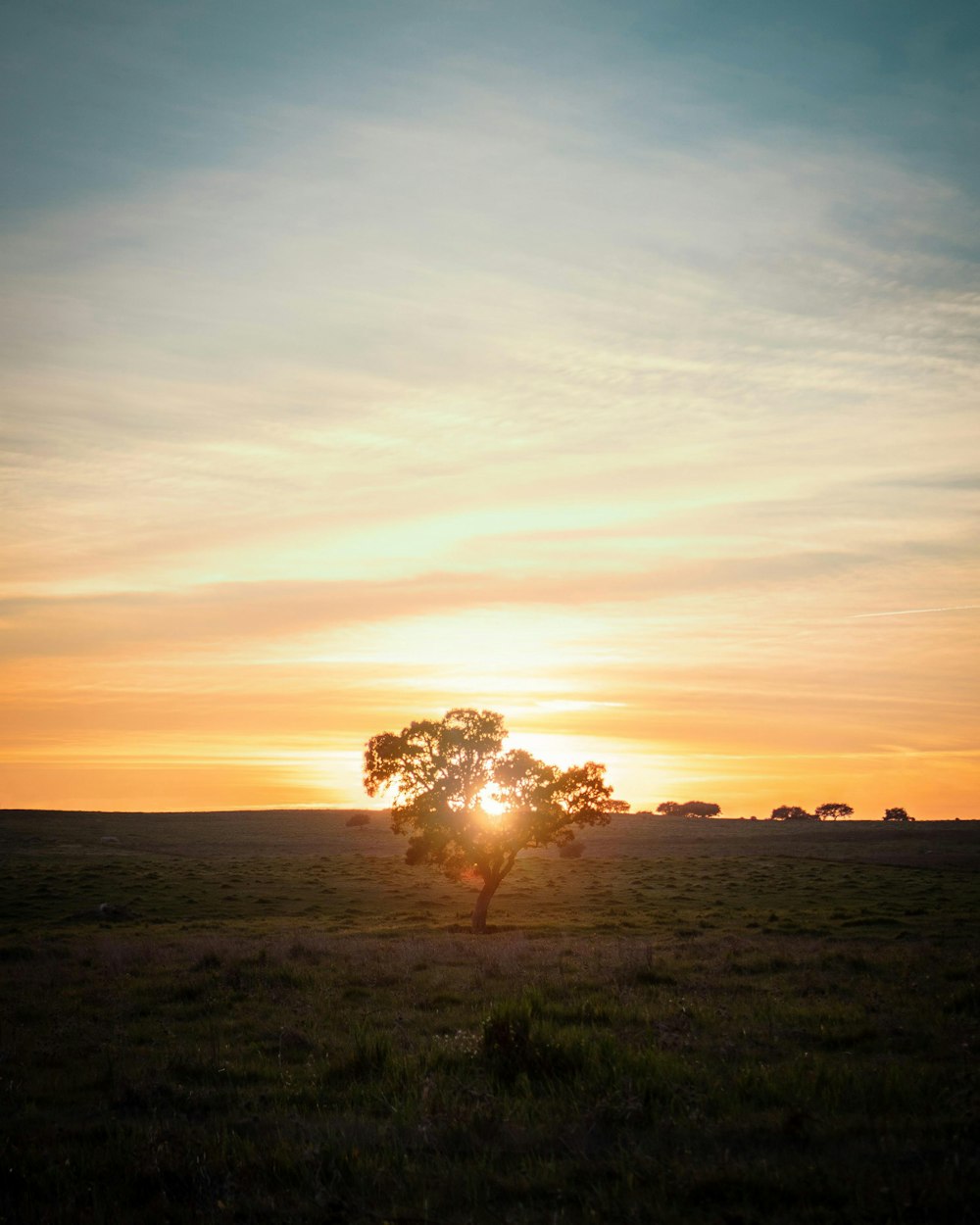 a lone tree in a field at sunset