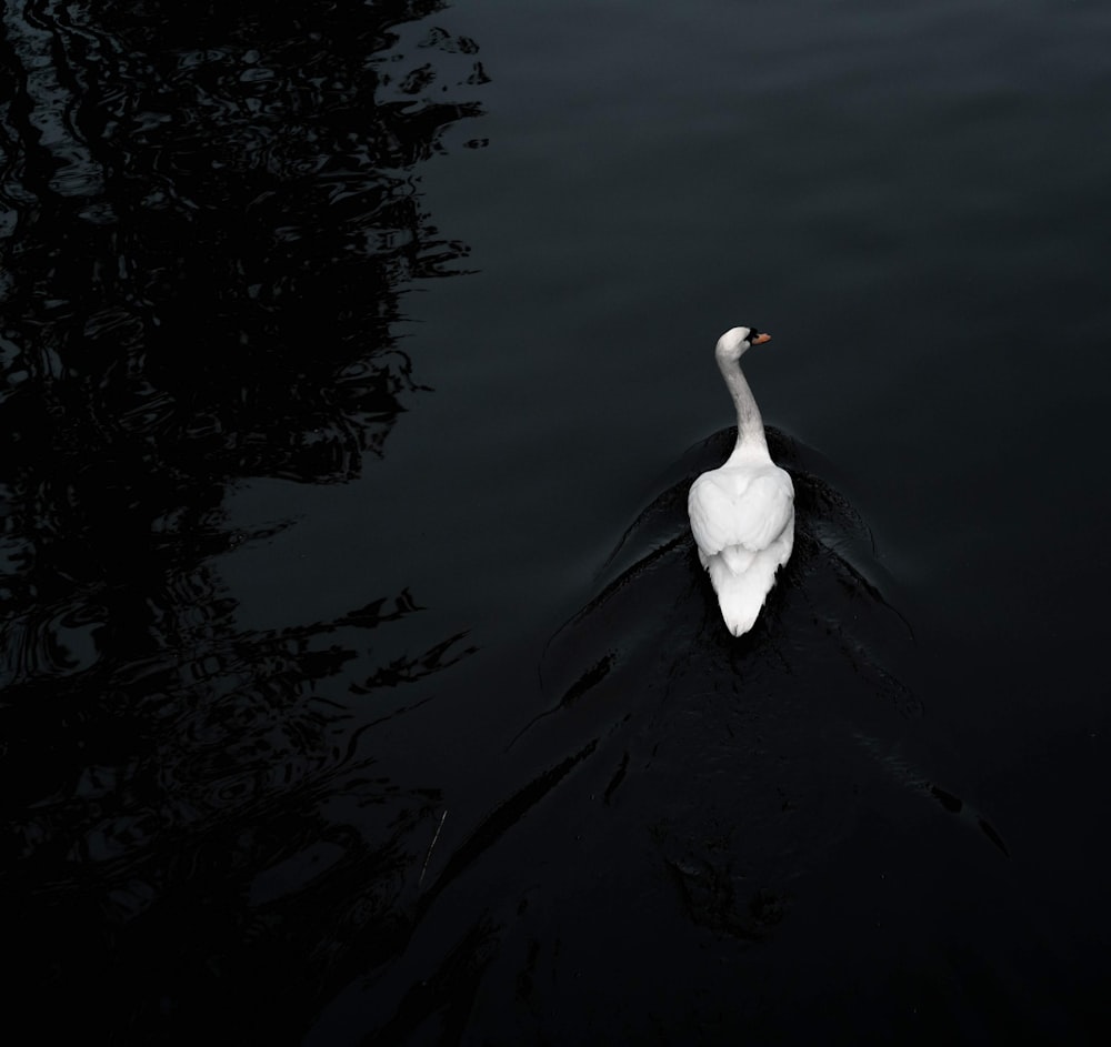 white duck on body of water