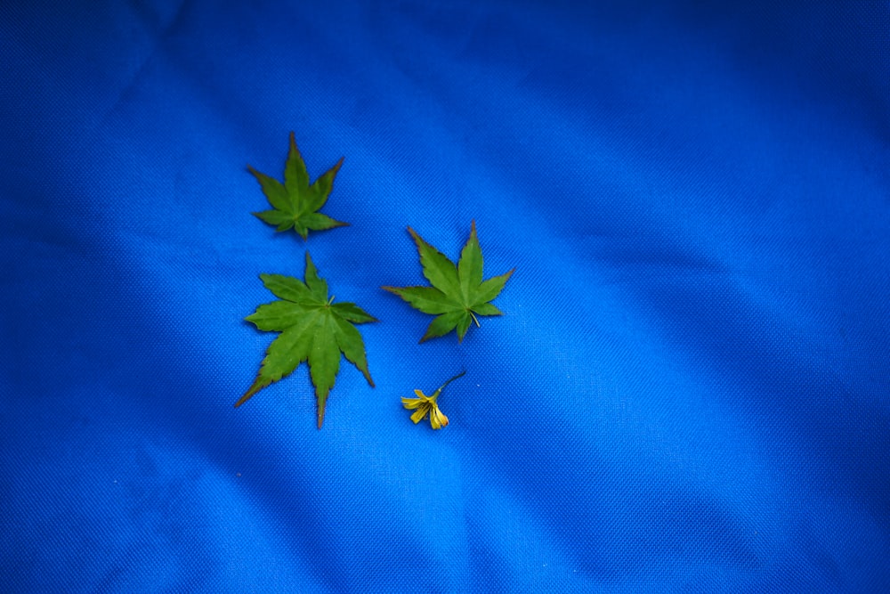 green cannabis leaves