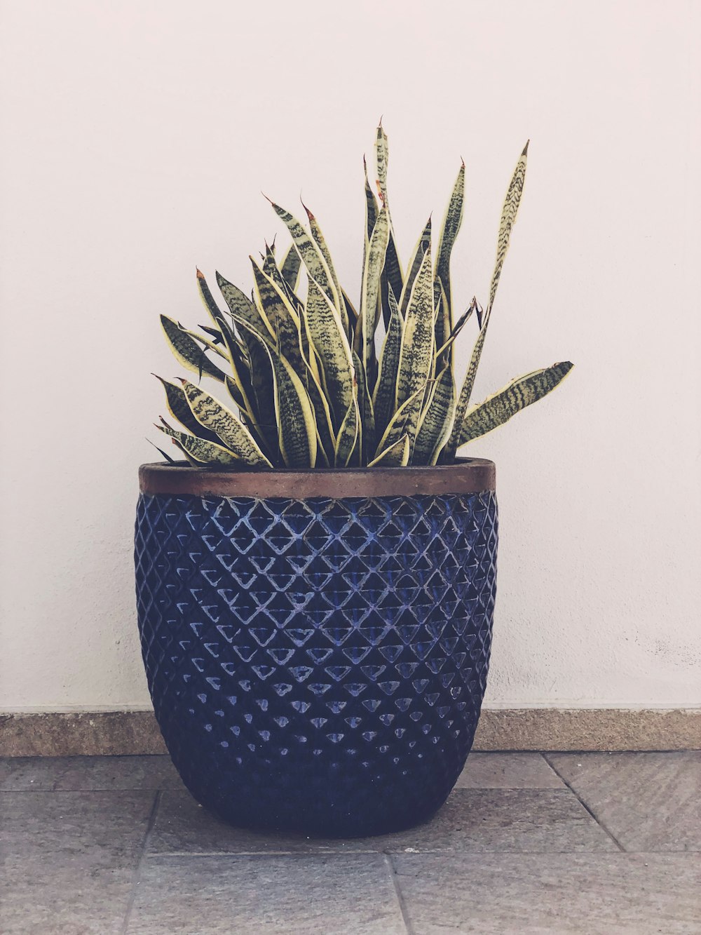 snakeplants in vase