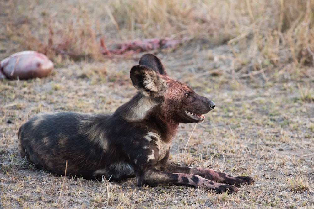 black and brown short-coated animal close-up photography