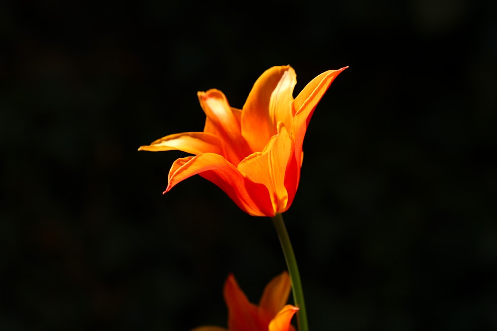 オレンジ色の花びらの花