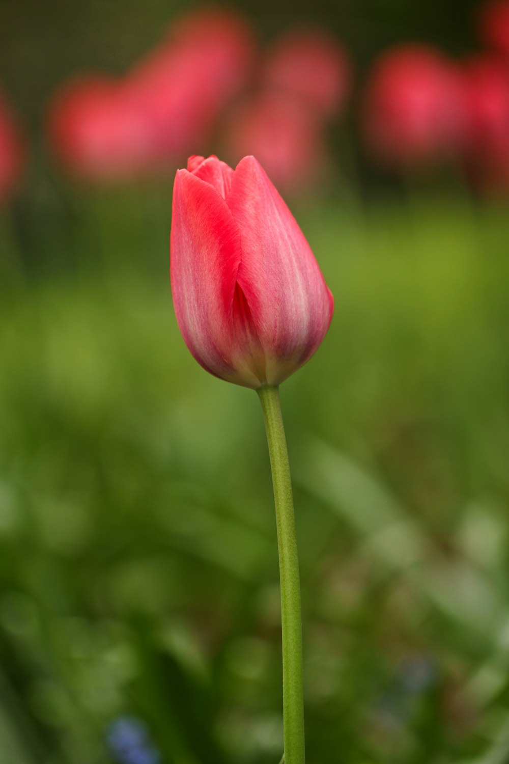 pink tulip flower