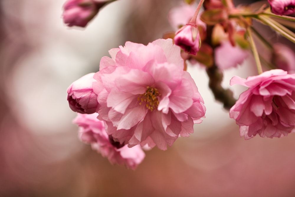 selective focus photography of pink petaled flowers during daytime