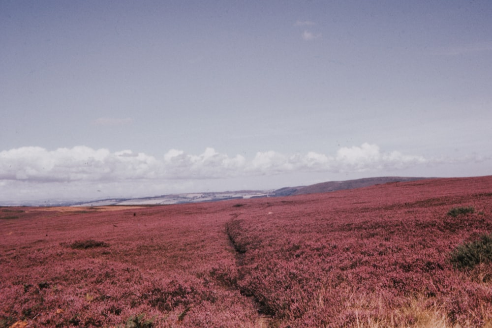 brown field during daytime close-up photography