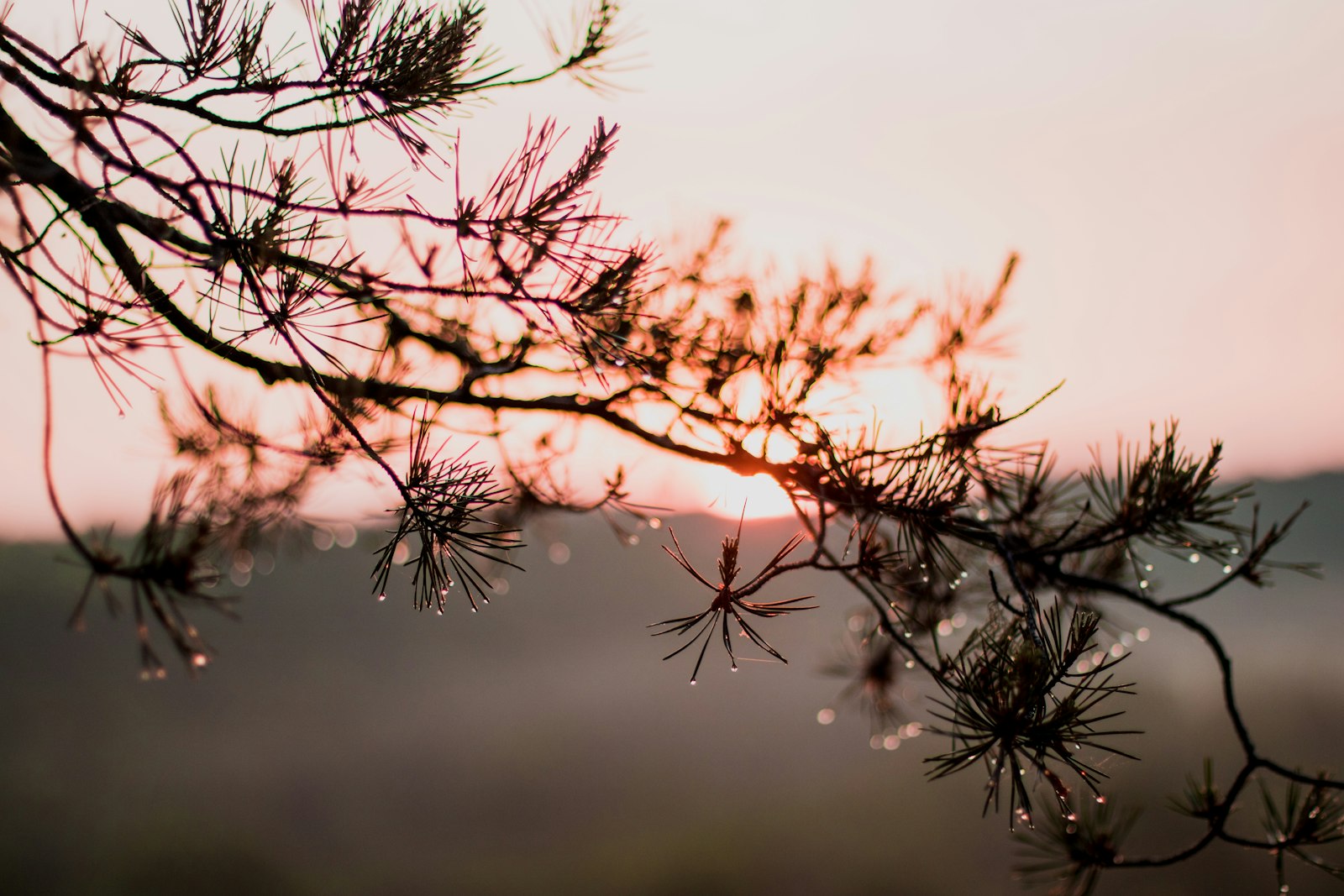 Canon EOS 750D (EOS Rebel T6i / EOS Kiss X8i) + Canon EF 50mm F1.4 USM sample photo. Green pine tree photography