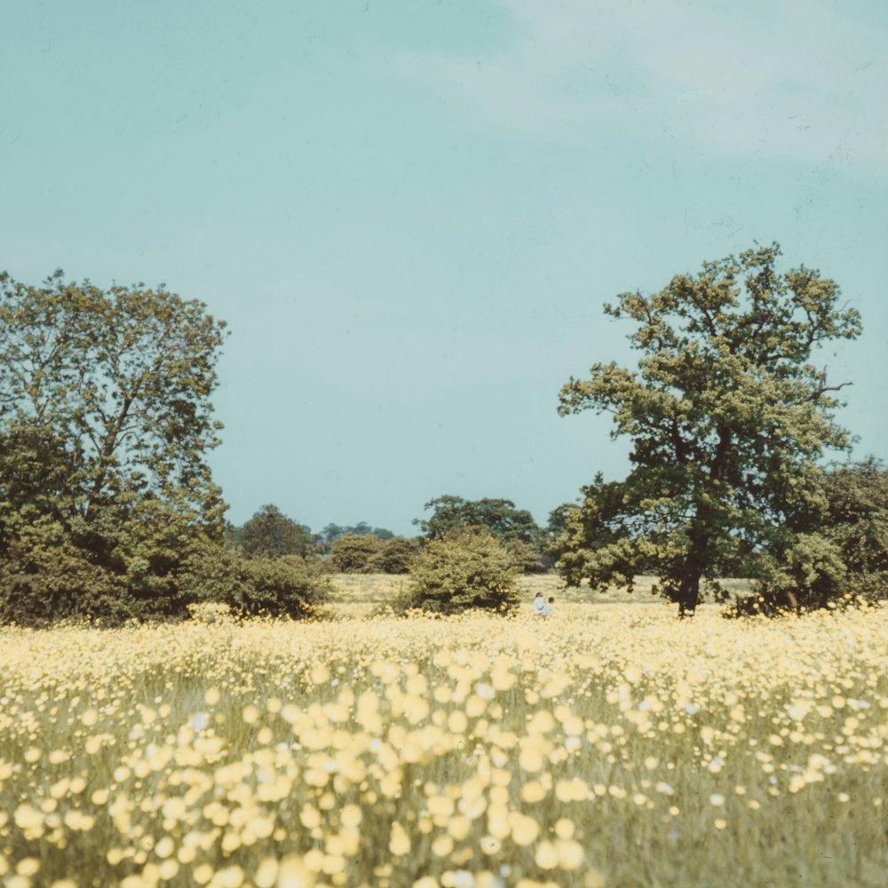 green trees