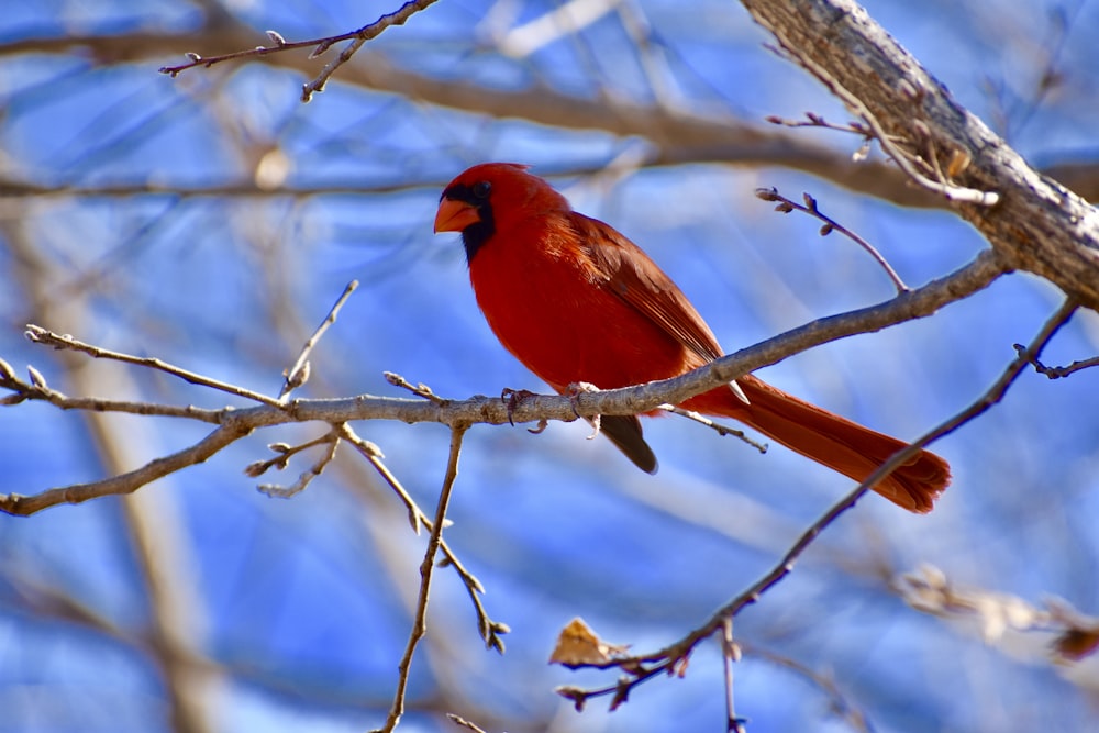 red cardinal bird on tree