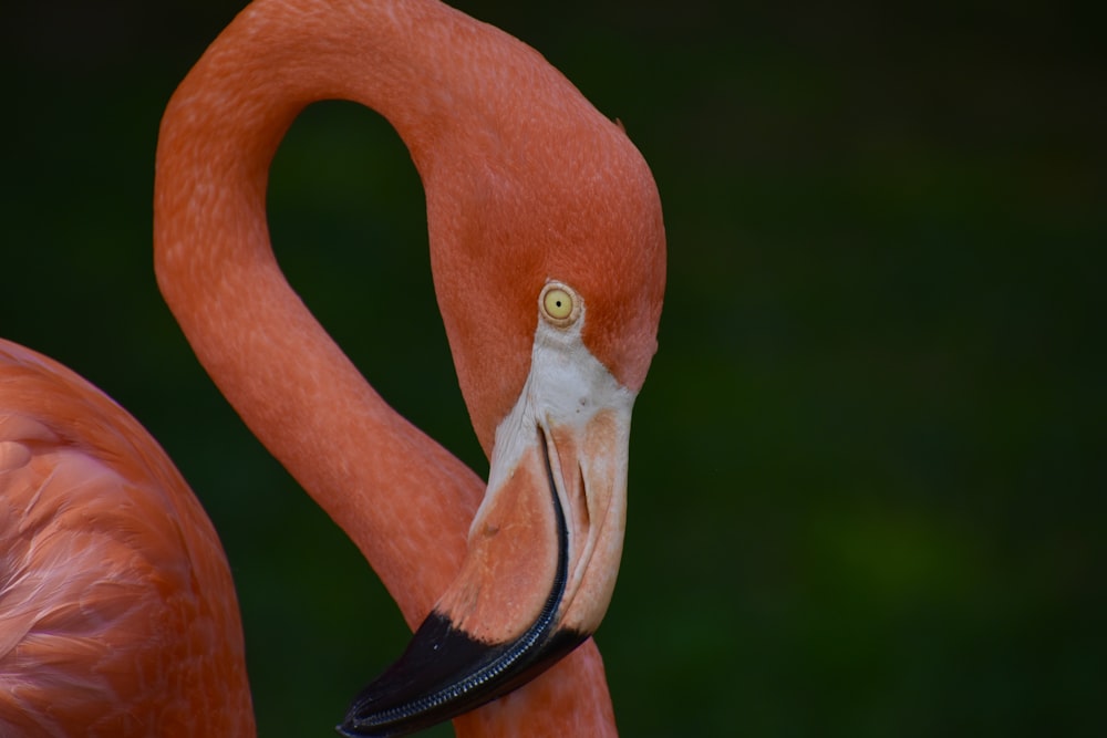 close-up photography of orange flamingo bird