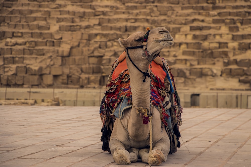 brown camel reclining on ground