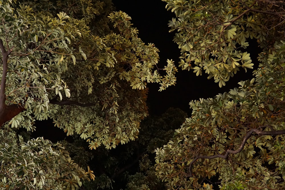 green-leafed trees at night