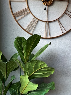 green leafed plant