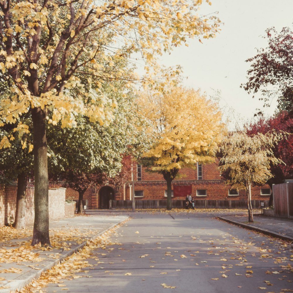 trees near house