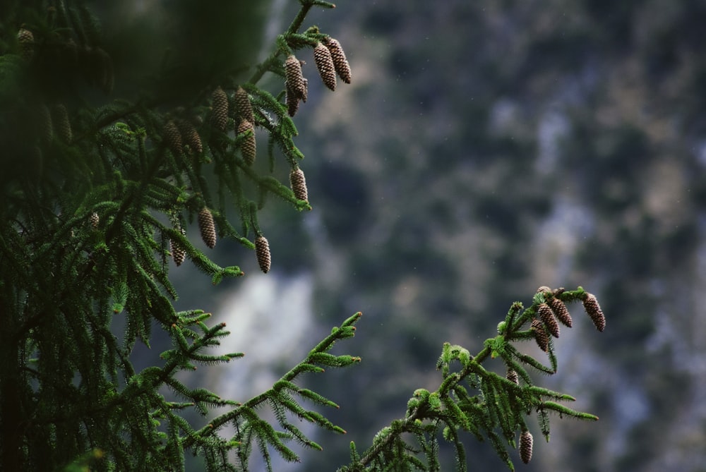 green leafed plants